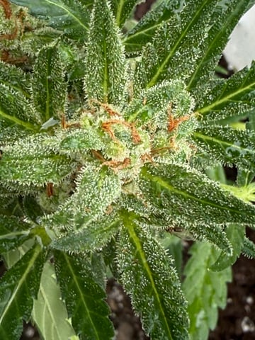 •Freedom Grow• — auto, day 76