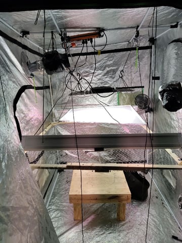 Maui wowie  — grow_setup, day 1