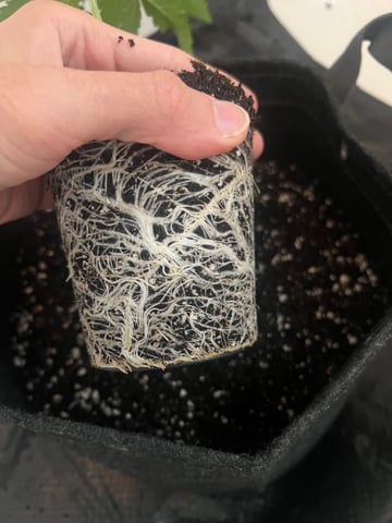 Grow 3: Romulan Genetics — vegetative, day 31