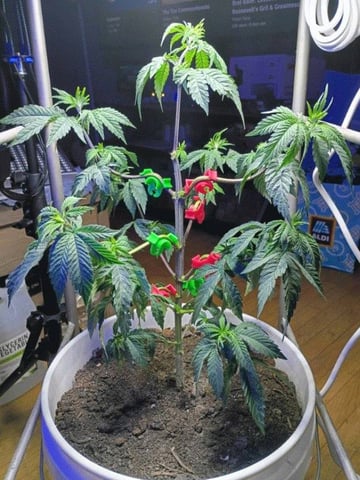 Mimosa Shot — vegetative, day 73