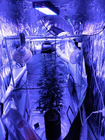 CountryG  — flower, day 105