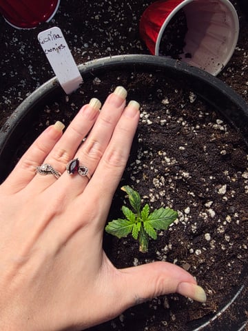 Auto 1 — grow_setup, day 1