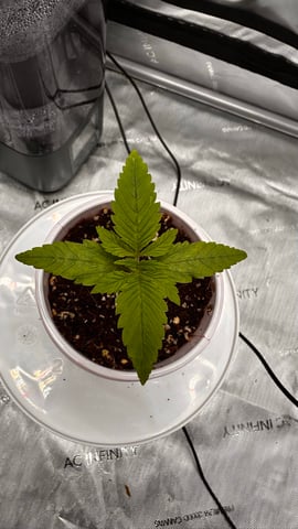 Spring/Summer 2026 Indoor Grow
