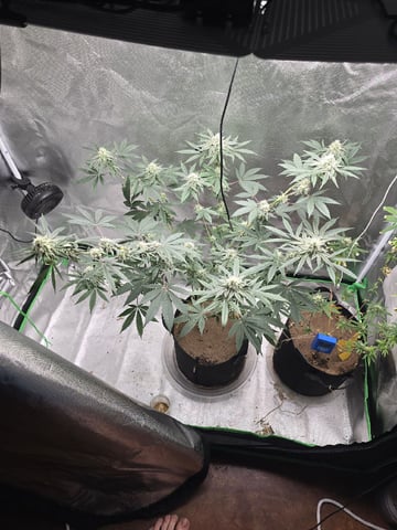new start — flower, day 136