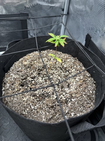 Gorilla Cookies — 1st Grow — vegetative, day 42
