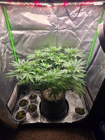 First grow — flower, day 54