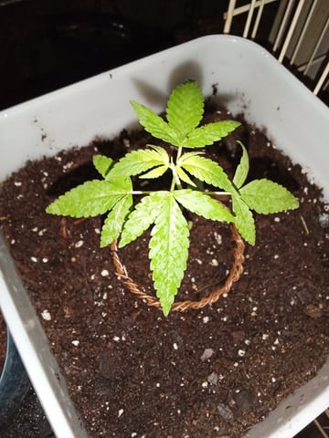 first grow — vegetative, day 4