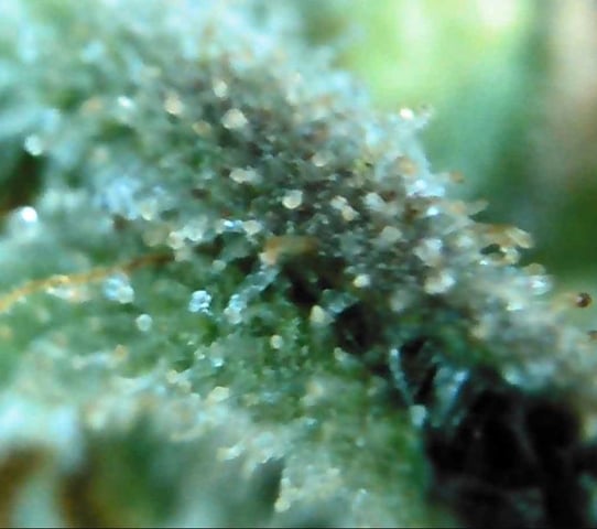 My Devine Conscious  — flower, day 166