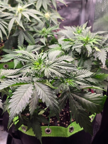 Gorilla Cookies auto  — vegetative, day 24