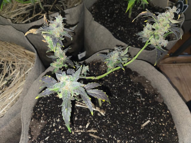 Outdoor Auto's (2nd set) — flower, day 55