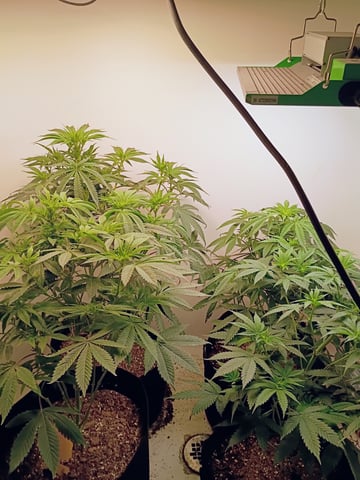 Lokie OG x Permanent Marker — flower, day 61