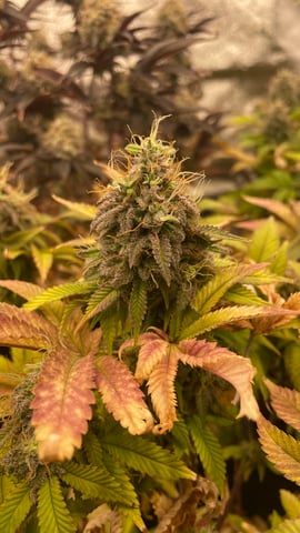 ❄️💚❄️WinterGrow❄️💚❄️ — done, day 118