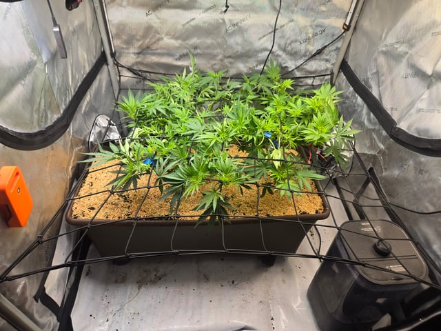 White rhino — flower, day 54