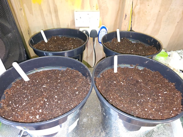 round 2 — germination, day 1