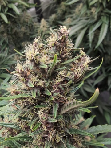 flipped to flower — flower, day 39