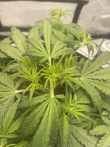3x3 Grow — flower, day 3