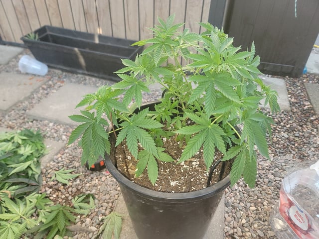 Ghetto Growing — grow_setup, day 25