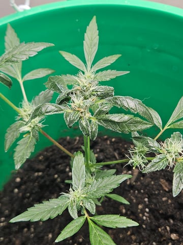 1st plant. Strain: Green Gelato AutoFlower — flower, day 69