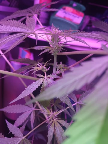 aurora auto — flower, day 47