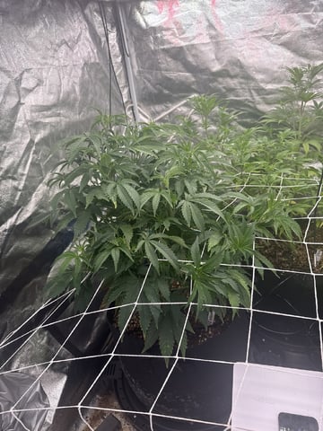 first indoor — vegetative, day 67