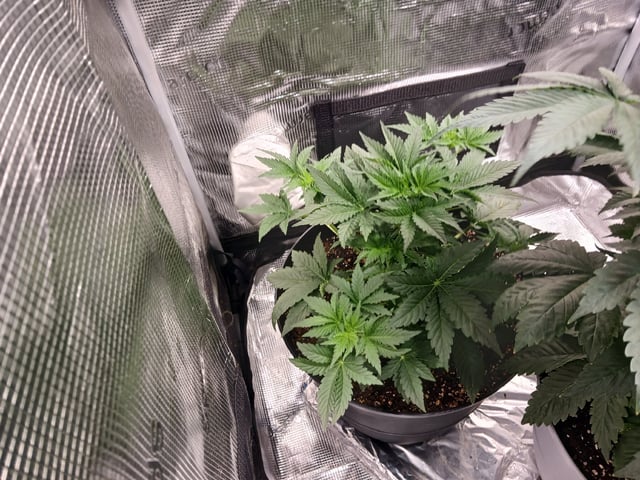 Gorilla Sherbert Feminized From Blimburn Seeds  — flower, day 36
