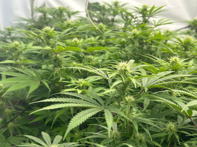 zunami s1 grounded genetics  — flower, day 56