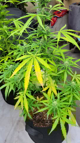 purple Kush, and Extra Large Kush — flower, day 49