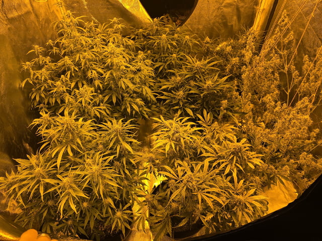 Autos AGAIN — flower, day 67