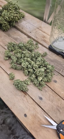 Watermelon Auto — harvest, day 100