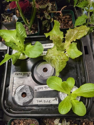 See what grows — vegetative, day 57