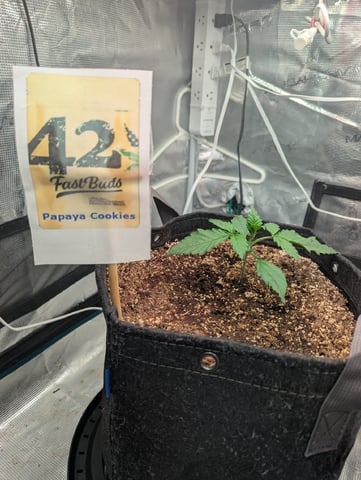 Fastbudz Payaya Cookies — vegetative, day 14