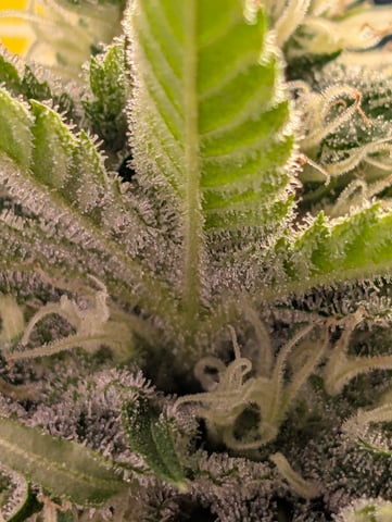 Golden Goat — flower, day 15