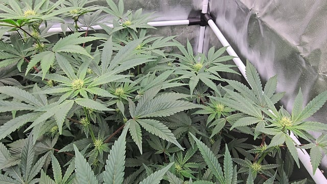 OG Kush  — flower, day 66