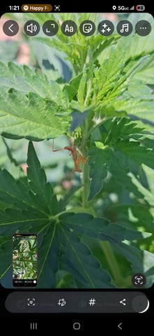 first auto flower grow...royal queen seeds purple matic — seedling_rooting, day 8