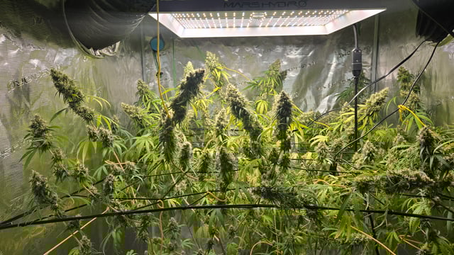 Big Momma Blue Dream  — flower, day 52