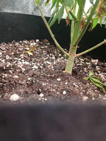 All Aboard!!! — flower, day 104