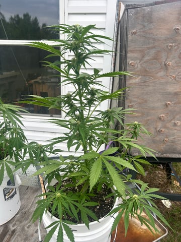 First ever grow — flower, day 62