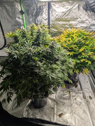 First Legal Grow — flower, day 122