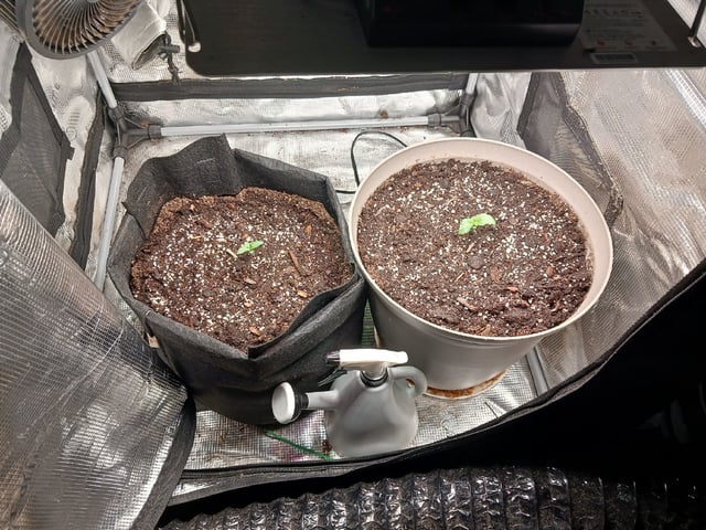 9lbhammer feminized  — vegetative, day 7