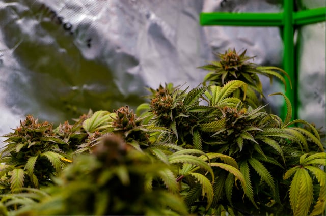 Attack Of The Clones — flower, day 81