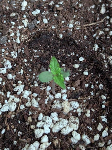 Pineapple Express Auto  — seedling_rooting, day 8
