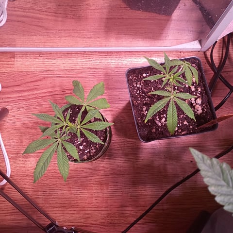 FKAFL — vegetative, day 83