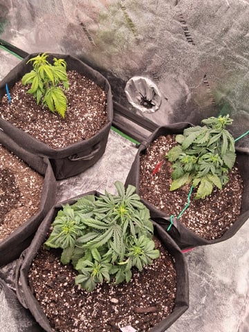 Lemon Cherry Cookies, Purple Haze and Strawberry Gorilla Grows — vegetative, day 136