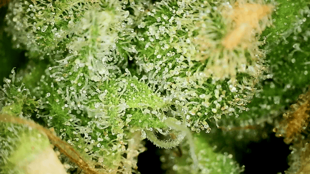 Blueberry OG Kush — flower, day 36