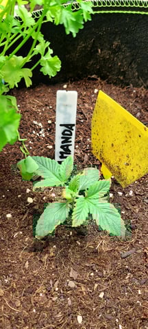 First Grow with the new setup  — vegetative, day 16