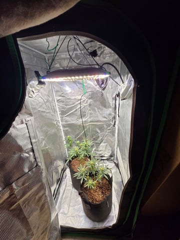 Blue Dream ( I THINK)