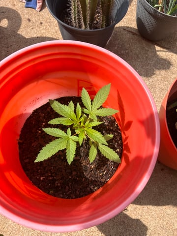 Reign Water — grow_setup, day 2