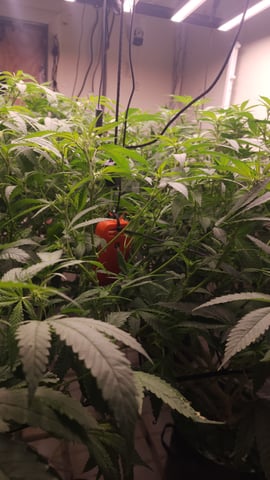 DNA Genetics Kosher Cookies rockwool run round 2 — flower, day 54