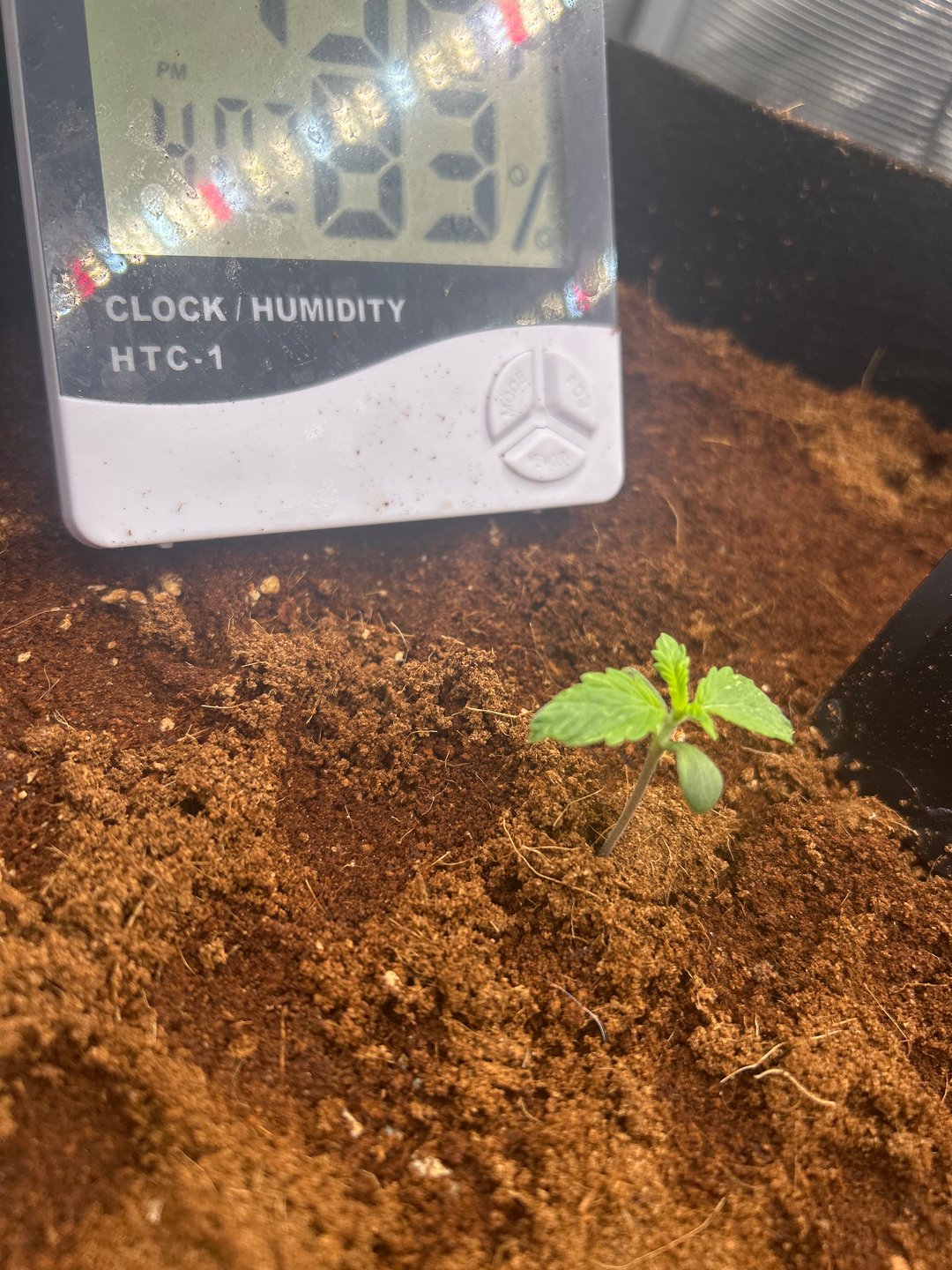 sticking to basics second grow