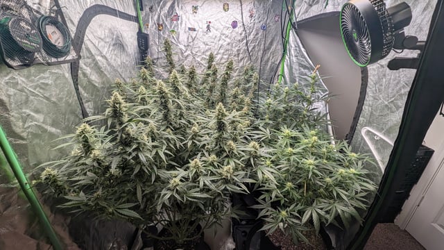 Strawberry Cheesecake Seedsman Seeds Autoflowers x2 — flower, day 76
